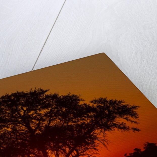 Sunset, Savuti Marsh, Chobe National Park, Botswana by Anonymous