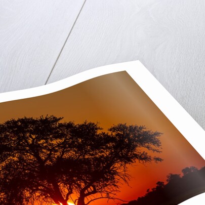 Sunset, Savuti Marsh, Chobe National Park, Botswana by Anonymous