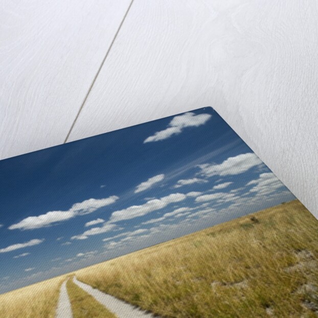 Kalahari Desert Track, Magadikgadi Pans National Park, Botswana by Anonymous