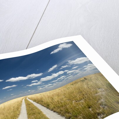 Kalahari Desert Track, Magadikgadi Pans National Park, Botswana by Anonymous
