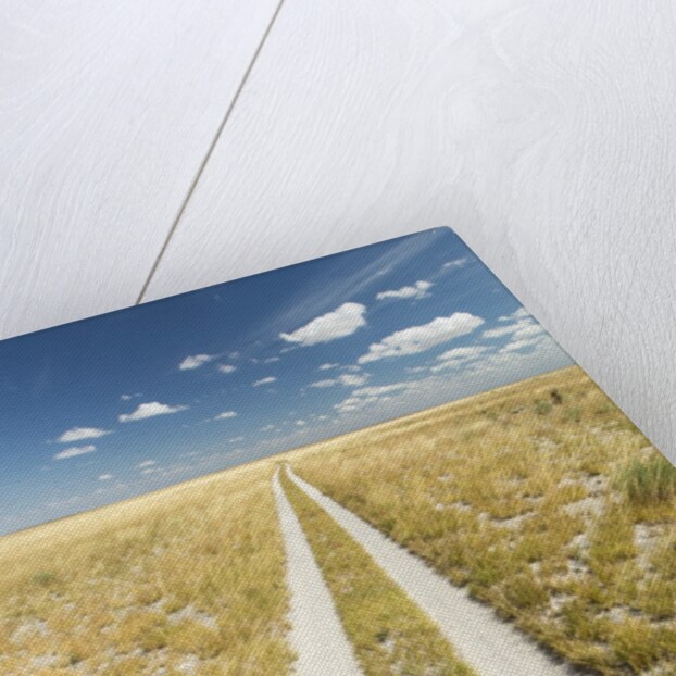 Kalahari Desert Track, Magadikgadi Pans National Park, Botswana by Anonymous
