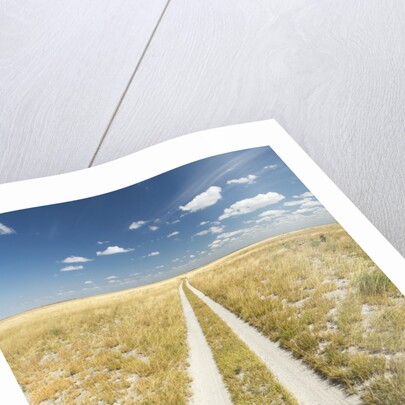 Kalahari Desert Track, Magadikgadi Pans National Park, Botswana by Anonymous