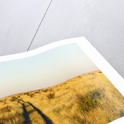 Kalahari Desert Track, Nxai Pan National Park, Botswana by Anonymous