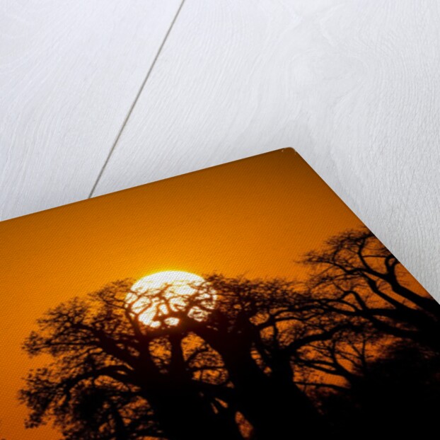 Sunrise at Baines Baobabs, Nxai Pan National Park, Botswana by Anonymous
