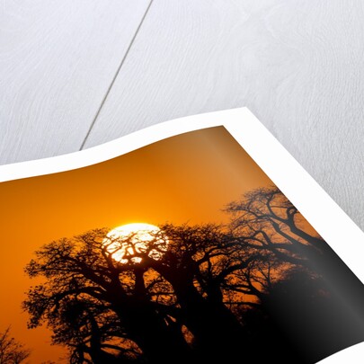 Sunrise at Baines Baobabs, Nxai Pan National Park, Botswana by Anonymous