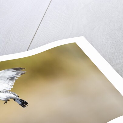 Pied Kingfisher, Chobe National Park, Botswana by Anonymous