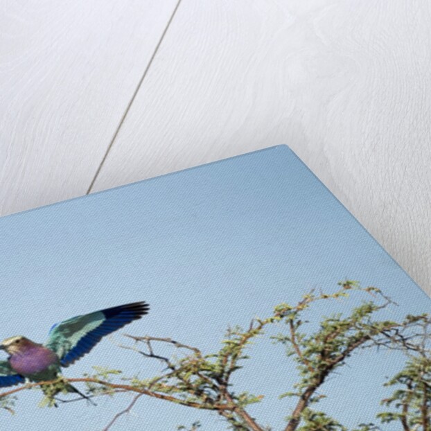 Lilac-Breasted Roller, Makgadikgadi Pans National Park, Botswana by Anonymous