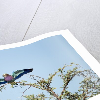 Lilac-Breasted Roller, Makgadikgadi Pans National Park, Botswana by Anonymous