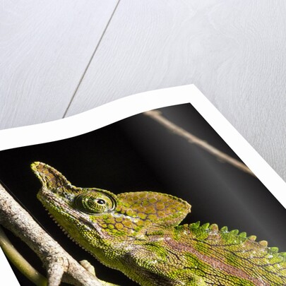 Chameleon, Kirindy Forest Reserve, Madagascar by Anonymous