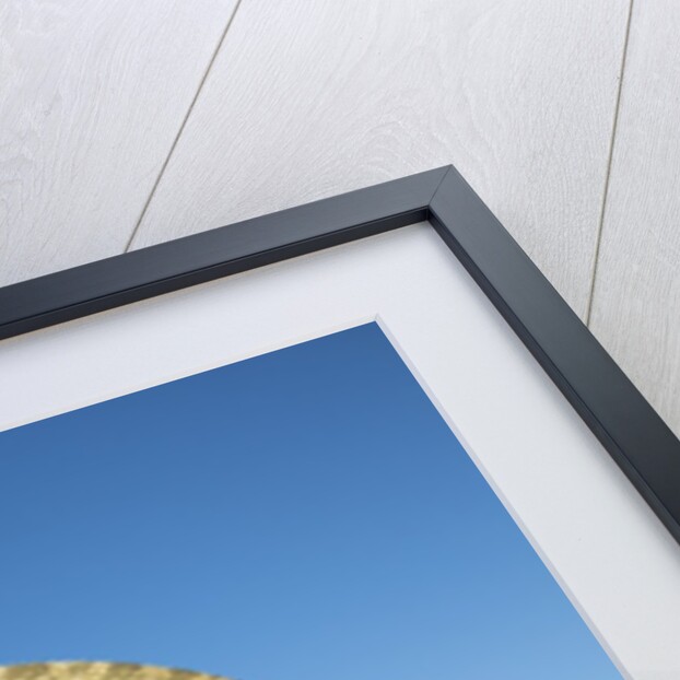 Chameleon, Avenue of Baobabs, Madagascar by Anonymous