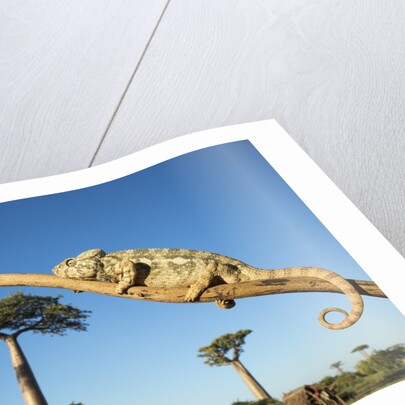 Chameleon, Avenue of Baobabs, Madagascar by Anonymous
