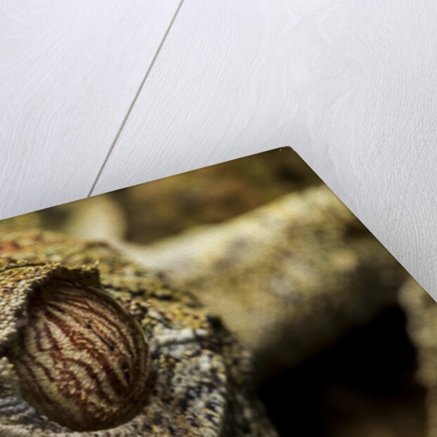 Leaf-tailed Gecko, Madagascar by Anonymous