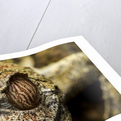 Leaf-tailed Gecko, Madagascar by Anonymous