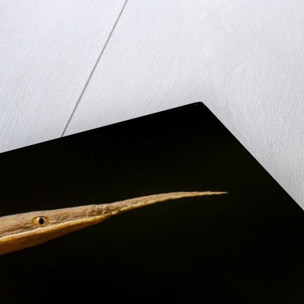 Madagascar Leaf-Nosed Snake, Madagascar by Anonymous