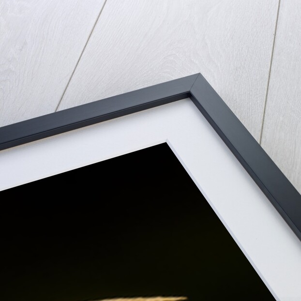 Madagascar Leaf-Nosed Snake, Madagascar by Anonymous