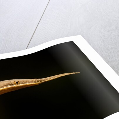 Madagascar Leaf-Nosed Snake, Madagascar by Anonymous