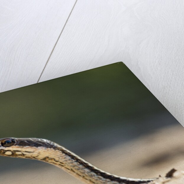 Grass Snake, Madagascar by Anonymous