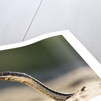 Grass Snake, Madagascar by Anonymous