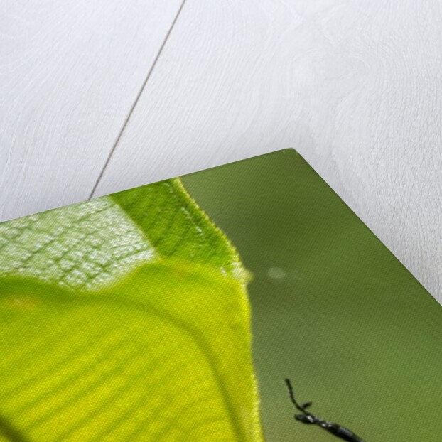 Giraffe Weevil, Madagascar by Anonymous
