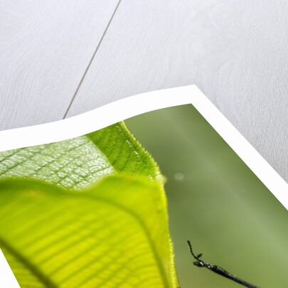 Giraffe Weevil, Madagascar by Anonymous