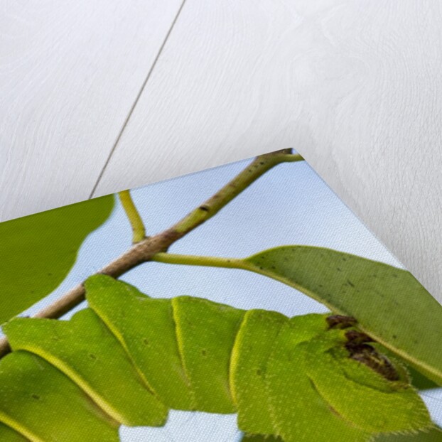 Caterpillar of Madagascan Moon Moth, Madagascar by Anonymous