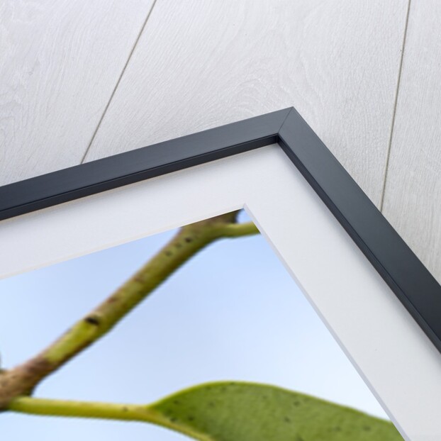 Caterpillar of Madagascan Moon Moth, Madagascar by Anonymous