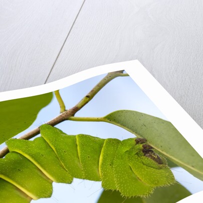 Caterpillar of Madagascan Moon Moth, Madagascar by Anonymous