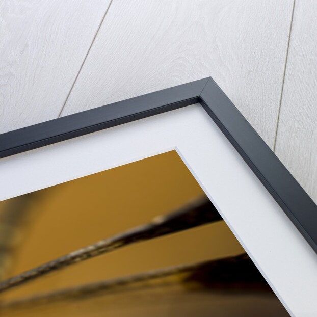 Dragonfly, Isalo National Park, Madagascar by Anonymous