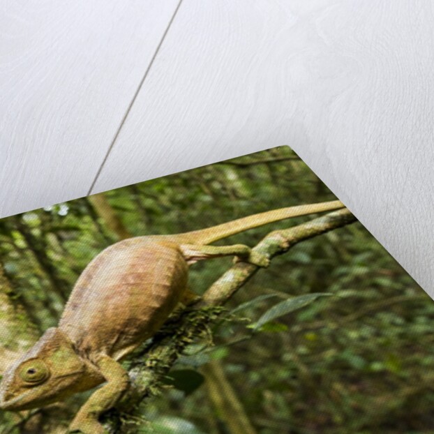 Parson's Chameleon, Andasibe-Mantadia National Park, Madagascar by Anonymous