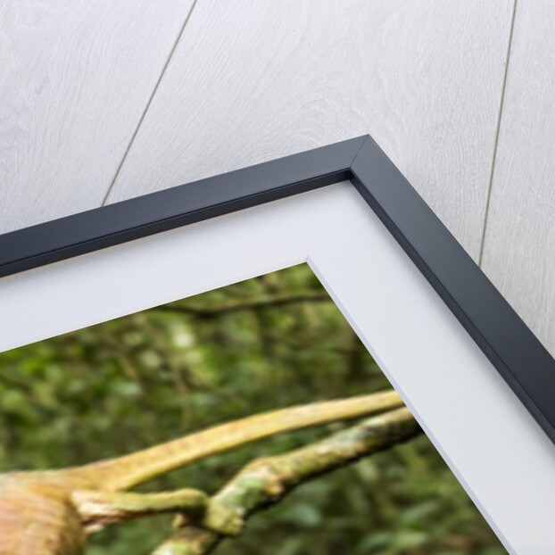 Parson's Chameleon, Andasibe-Mantadia National Park, Madagascar by Anonymous