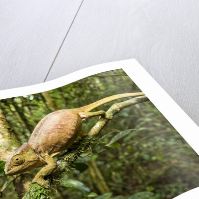 Parson's Chameleon, Andasibe-Mantadia National Park, Madagascar by Anonymous