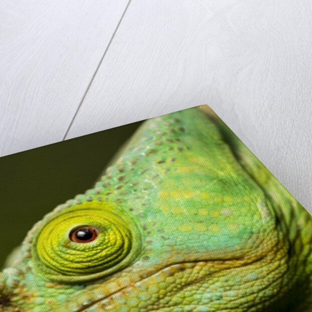 Parson's Chameleon, Andasibe-Mantadia National Park, Madagascar by Anonymous