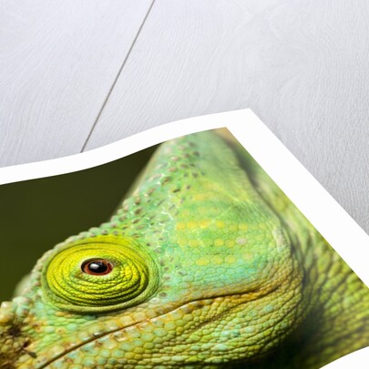 Parson's Chameleon, Andasibe-Mantadia National Park, Madagascar by Anonymous