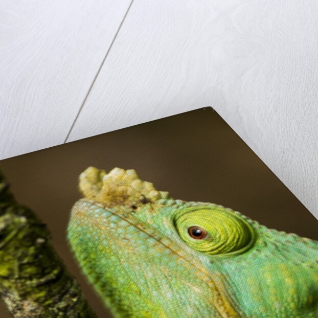 Parsons Chameleon, Andasibe-Mantadia National Park, Madagascar by Anonymous
