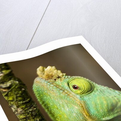 Parsons Chameleon, Andasibe-Mantadia National Park, Madagascar by Anonymous