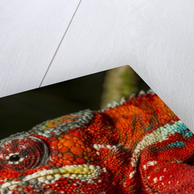 Panther Chameleon, Madagasdar by Anonymous