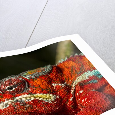 Panther Chameleon, Madagasdar by Anonymous