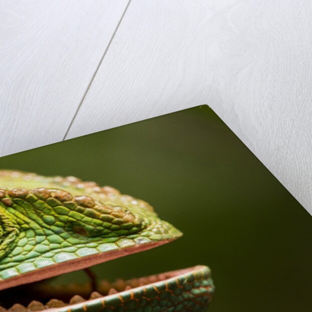 Parsons Chameleon Eating, Madagascar by Anonymous