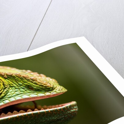 Parsons Chameleon Eating, Madagascar by Anonymous