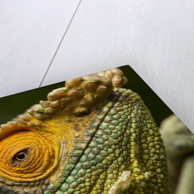 Parsons Chameleon, Madagascar by Anonymous