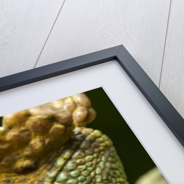 Parsons Chameleon, Madagascar by Anonymous