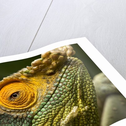 Parsons Chameleon, Madagascar by Anonymous