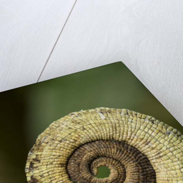 Parsons Chameleon Tail, Madagascar by Anonymous