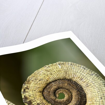 Parsons Chameleon Tail, Madagascar by Anonymous