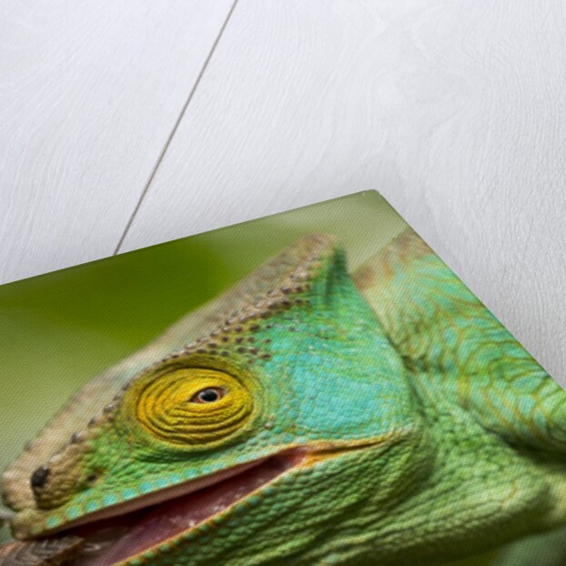 Parsons Chameleon Eating Grasshopper, Madagascar by Anonymous