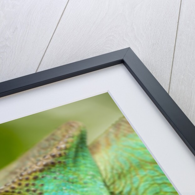 Parsons Chameleon Eating Grasshopper, Madagascar by Anonymous