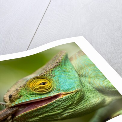 Parsons Chameleon Eating Grasshopper, Madagascar by Anonymous