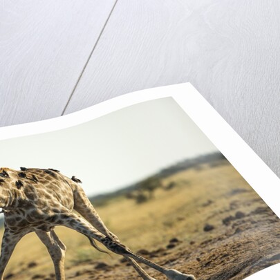 Drinking Giraffe, Nxai Pan National Park, Botswana by Anonymous