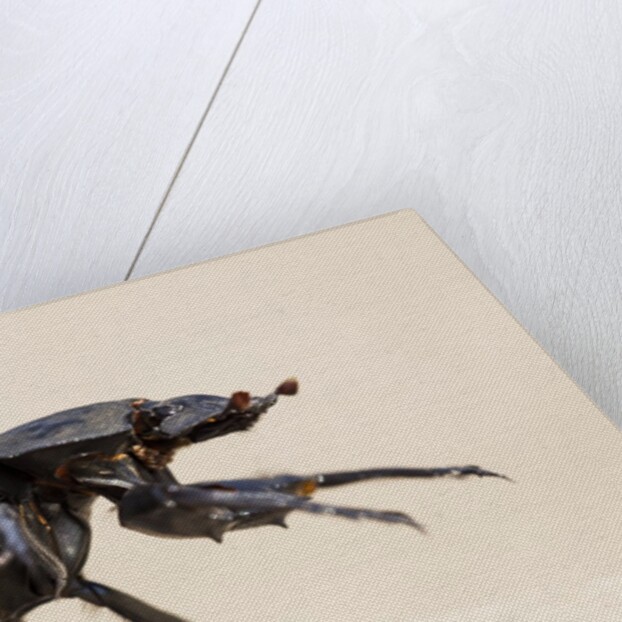 Dung Beetle, Nxai Pan National Park, Botswana by Anonymous