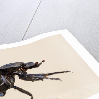 Dung Beetle, Nxai Pan National Park, Botswana by Anonymous